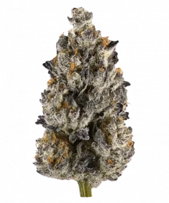 Luxuriotti, tatlı çilek ve kuruyemiş aromalarıyla öne çıkan Indica baskın bir hibrit türdür. Dengeli etkileriyle dikkat çeker. Genetik yapısını keşfedin.