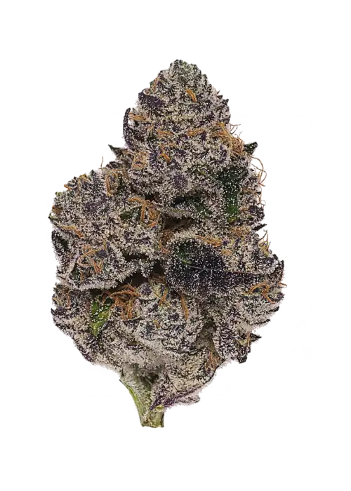 M.C. Nuggets R1, çam aromalı ve yüksek THC'li Indica dominant türüdür. Yaratıcılığı artıran etkilerini keşfedin ve genetik yapısını inceleyin.