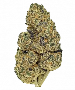 MAC and Jack, yüksek THC'si ve yakıtımsı aromasıyla bilinen dengeli bir hibrit türüdür. Güçlü etkileriyle öne çıkan bu türü keşfedin ve genetik yapısını inceleyin.