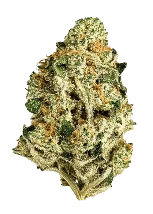 MAC (Miracle Alien Cookies), yakıtımsı aroması ve dengeli genetiğiyle öne çıkan hibrit bir türdür. Yüksek THC içeriğiyle benzersiz deneyimi keşfedin ve etkilerini görüntüleyin.
