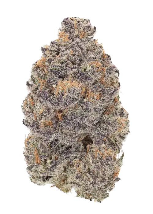 Mad Dog, üzüm aromaları ve rahatlatıcı etkisiyle öne çıkan dengeli bir hibrit türdür. Stres ve kaygı için ideal. Bu eşsiz türü keşfedin.