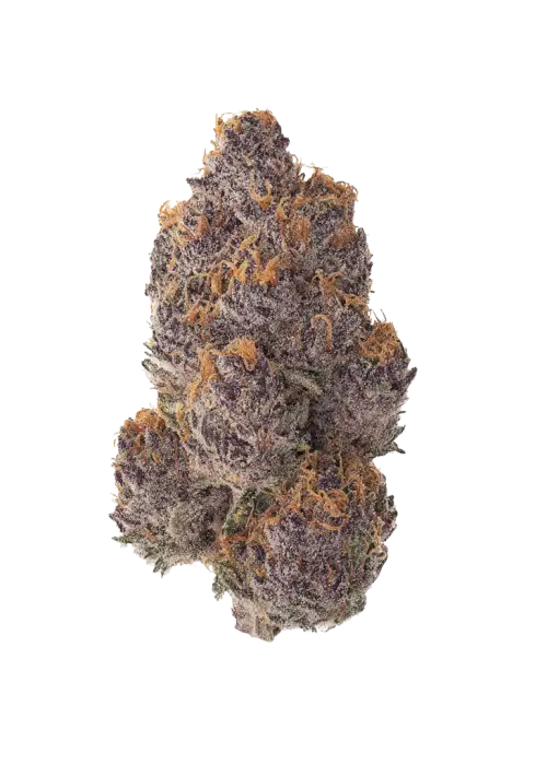 Mad King, sert yakıtımsı aroması ve yüksek THC içeriğiyle öne çıkan dengeli bir hibrit türdür. Çok yönlü etkilerini ve genetik yapısını keşfedin.