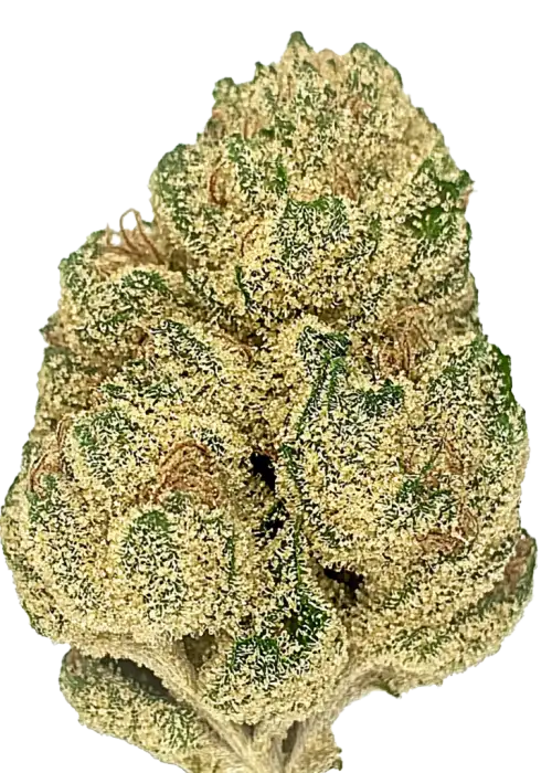 Mafia Funeral, sert yakıtımsı aroması ve yüksek THC içeriğiyle öne çıkan Indica baskın bir türdür. Depresyon ve ağrı için potansiyel faydalarını keşfedin. Görüntüleyin.