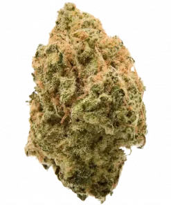 Magenta OG, meyvemsi ve yakıtımsı aromasıyla öne çıkan dengeli bir hibrit türdür. Derin rahatlama ve uyku için ideal. Genetik yapısını keşfedin.