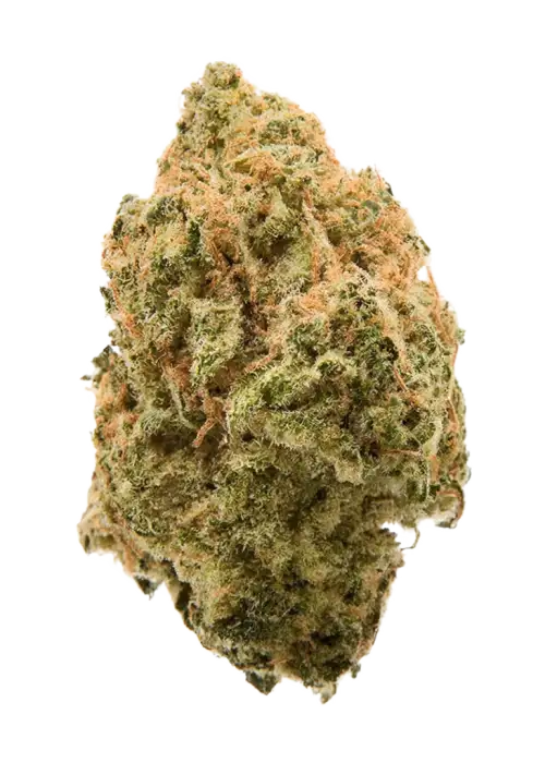 Magenta OG, meyvemsi ve yakıtımsı aromasıyla öne çıkan dengeli bir hibrit türdür. Derin rahatlama ve uyku için ideal. Genetik yapısını keşfedin.