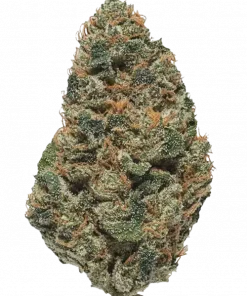 Mai Tai, tropikal meyve aromaları ve yüksek THC içeriğiyle öne çıkan dengeli bir hibrit türdür. Bu Indica/Sativa karışımının genetik yapısını keşfedin.