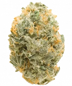 Main Squeeze, yakıtımsı ve tatlı notalarıyla öne çıkan Indica baskın türdür. Yüksek THC içeriğiyle rahatlatıcı etkilerini keşfedin ve hemen görüntüleyin.