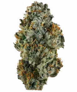 Malasaña Cookies, tatlı kurabiye ve yakıtımsı notalarıyla öne çıkan Indica baskın bir türdür. Yüksek THC içeriğiyle rahatlatıcı etkilerini keşfedin ve genetik yapısını görüntüleyin.