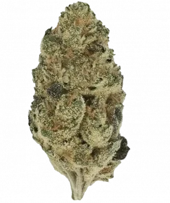 Mandarin Cookies, belirgin portakal aroması ve yüksek enerjisiyle öne çıkan Sativa baskın bir türdür. Canlandırıcı etkilerini ve genetik yapısını keşfedin.