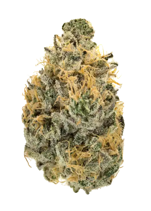 Mandarin Punch, turunçgil aromaları ve enerji verici etkileriyle bilinen Indica dominant bir türdür. Depresyon ve yorgunluk için ideal. Özelliklerini keşfedin.