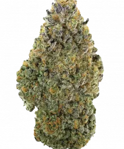 Mandarin Sunset, mandalina aromaları ve enerjik etkisiyle öne çıkan bir hibrit türdür. Depresyon ve yorgunluğa karşı potansiyel faydalarını keşfedin. Hemen görüntüleyin.