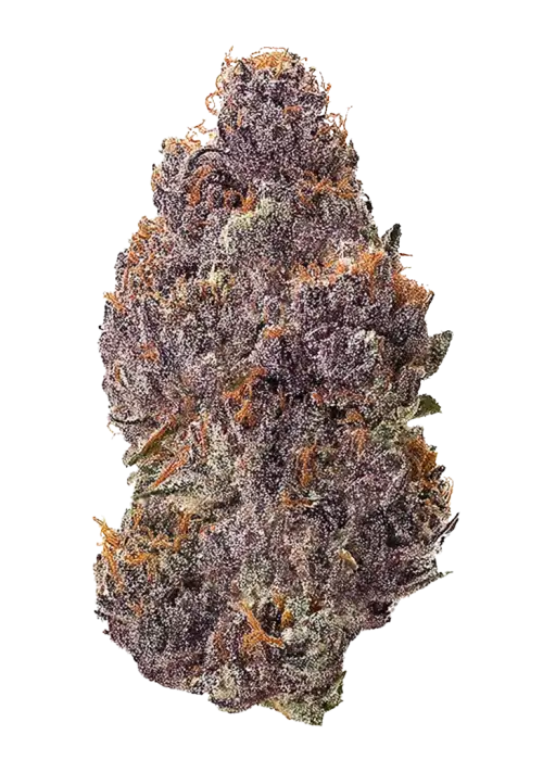 Mandarin Zkittlez R1, portakal ve üzüm aromalarıyla öne çıkan Indica baskın bir türdür. Depresyon ve stresi azaltmaya yardımcıdır. Özelliklerini keşfedin.