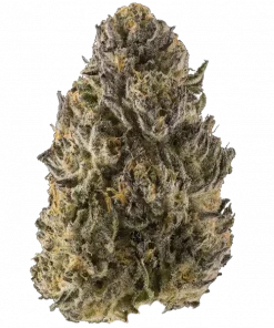 Mango Cake Crasher, tatlı mango aroması ve dengeli genetiğiyle öne çıkan bir hibrit türdür. Depresyon ve stres için ideal. Etkilerini keşfedin ve hemen inceleyin.