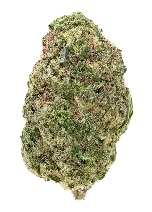 Mango Cream, tatlı mango aroması ve rahatlatıcı etkileriyle öne çıkan indica baskın bir türdür. Stres ve ağrı için ideal. Tohum özelliklerini keşfedin.