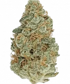 Mango Haze, belirgin mango aroması ve yüksek THC içeriğiyle öne çıkan dengeli bir hibrit türdür. Bu eşsiz türün genetik yapısını ve etkilerini keşfedin.