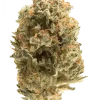 Mango Madness, tropikal mango aroması ve yüksek THC içeriğiyle öne çıkan Indica dominant bir türdür. Etkilerini ve genetik yapısını keşfedin.