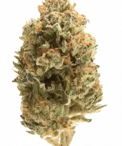 Mango Madness, tropikal mango aroması ve yüksek THC içeriğiyle öne çıkan Indica dominant bir türdür. Etkilerini ve genetik yapısını keşfedin.