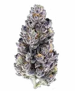 Mango Runtz, tatlı mango aroması ve yüksek THC içeriğiyle bilinen Indica dominant bir türdür. Yaratıcılığı tetikleyen ve rahatlama sağlayan bu özel türü keşfedin.