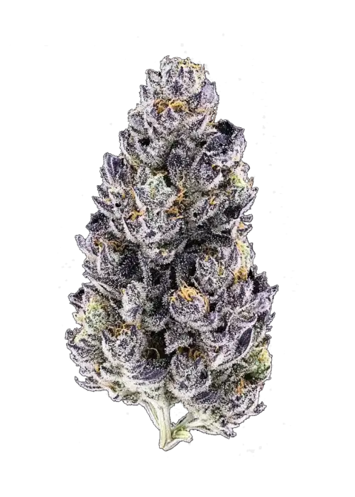 Mango Runtz, tatlı mango aroması ve yüksek THC içeriğiyle bilinen Indica dominant bir türdür. Yaratıcılığı tetikleyen ve rahatlama sağlayan bu özel türü keşfedin.