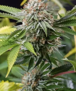 Mango Sapphire Feminized Esrar Tohumu (Humboldt Seed Organization)