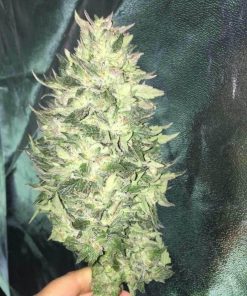 Mango Sapphire Feminized Esrar Tohumu (Humboldt Seed Organization)