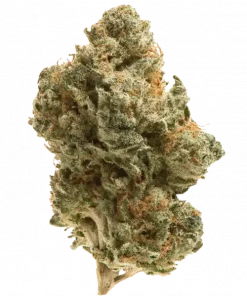 Mango Sherbert, tatlı mango aroması ve THC oranıyla öne çıkan Indica dominant bir türdür. Yaratıcılığı artıran etkilerini keşfedin ve hemen görüntüleyin.