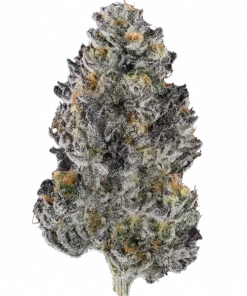 Mango x Hollywood, kremsi mango aroması ve 'e varan THC içeriğiyle öne çıkan dengeli bir hibrit türdür. Yaratıcılığı ve rahatlamayı keşfedin.