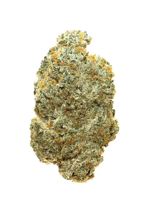 Maple Drip, tatlı ve odunsu aromalarıyla öne çıkan dengeli bir hibrit türdür. THC içeriğiyle mutluluk ve rahatlama sağlar. Genetik yapısını keşfedin.