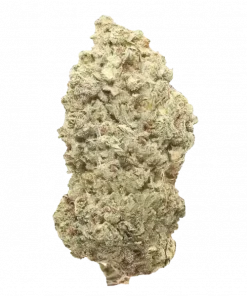 Maple Dunks, tatlı üzüm aroması ve yüksek THC içeriğiyle öne çıkan Indica dominant bir türdür. Genetik yapısını ve potansiyel faydalarını keşfedin.