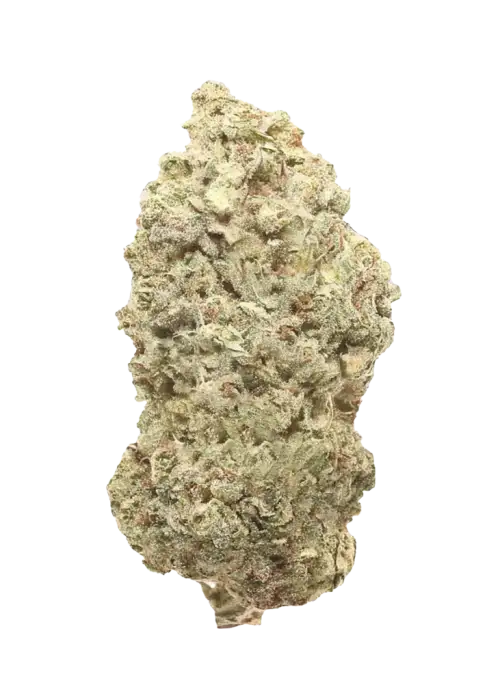 Maple Dunks, tatlı üzüm aroması ve yüksek THC içeriğiyle öne çıkan Indica dominant bir türdür. Genetik yapısını ve potansiyel faydalarını keşfedin.