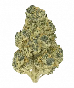 Marks A Lot, yakıtımsı ve tatlı aromaları ile öne çıkan Sativa baskın bir türdür. Yüksek THC içeriği ile enerji verici etkilerini keşfedin ve genetik yapısını inceleyin.