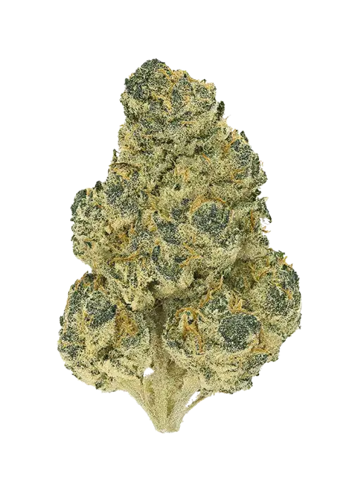 Marks A Lot, yakıtımsı ve tatlı aromaları ile öne çıkan Sativa baskın bir türdür. Yüksek THC içeriği ile enerji verici etkilerini keşfedin ve genetik yapısını inceleyin.