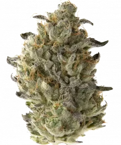 Marshmallow Cheese, peynir ve marshmallow aromalarıyla öne çıkan bir hibrit türdür. Rahatlatıcı ve canlandırıcı etkileriyle stres ve ağrıya iyi gelir. Özelliklerini keşfedin.