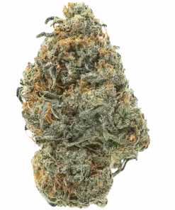 Master Guava, sert aroması, tropikal meyve notaları ve dengeli etkileriyle öne çıkan hibrit bir türdür. Zihinsel rahatlama ve mutluluğu keşfedin. Hemen görüntüleyin.