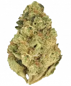 Master Kush, yakıtımsı aroması ve 'e varan THC içeriğiyle bilinen indica dominant türdür. Derin rahatlama için genetik yapısını keşfedin ve hemen görüntüleyin.