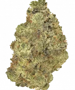 Master Kush RBX, toprak ve çam aromalı, yüksek verimli bir Indica türüdür. Kısa sürede hasat ve güçlü yapısıyla öne çıkar. Özelliklerini keşfedin.