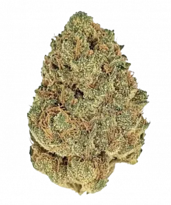 Matanuska Thunder Fuck (MTF), benzersiz çikolata aroması ve yüksek enerji veren Sativa etkileriyle bilinen bir türdür. Zorlu yapısına rağmen yüksek verimlidir. Keşfedin.