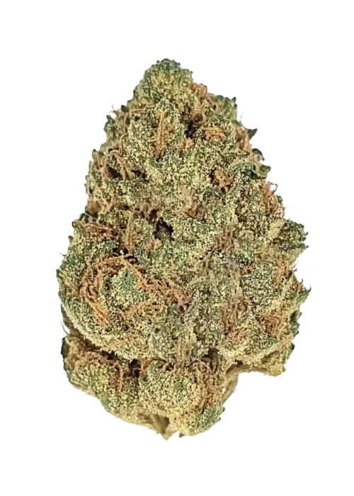 Matanuska Thunder Fuck (MTF), benzersiz çikolata aroması ve yüksek enerji veren Sativa etkileriyle bilinen bir türdür. Zorlu yapısına rağmen yüksek verimlidir. Keşfedin.