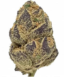 Flurry, tatlı ve tereyağlı aromasıyla öne çıkan dengeli bir hibrit türdür. THC içeriğiyle canlandırıcı etkilere sahiptir. Bu eşsiz türü keşfedin.