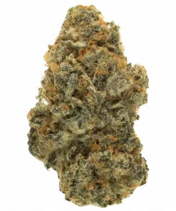 Medusa F1, yaban mersini ve yakıtımsı aromalarıyla öne çıkan bir hibrit türdür. Yüksek THC içeriğiyle rahatlatıcı etkilere sahiptir. Şimdi keşfedin.