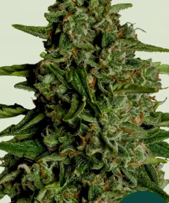 Medusa F1 Auto Fem Esrar Tohumu (Royal Queen Seeds)