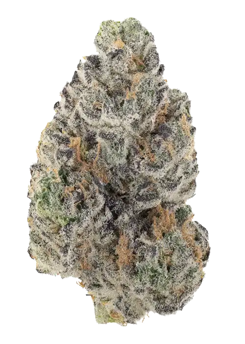 Mega Mind, tatlı aroması ve güçlü Indica etkileriyle bilinen eşsiz bir türdür. Uykusuzluk ve stresi hafifletmeye yardımcıdır. Bu özel türü keşfedin.