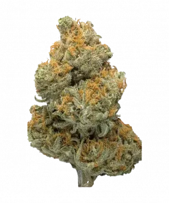 Mega Runtz, tatlı meyve aromaları ve yüksek THC içeriğiyle bilinen dengeli bir hibrit türdür. Enerji verici etkilerini ve genetik yapısını keşfedin.