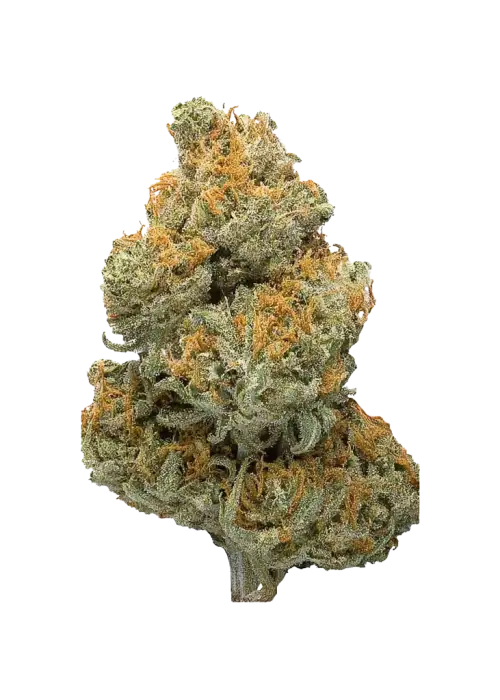 Mega Runtz, tatlı meyve aromaları ve yüksek THC içeriğiyle bilinen dengeli bir hibrit türdür. Enerji verici etkilerini ve genetik yapısını keşfedin.