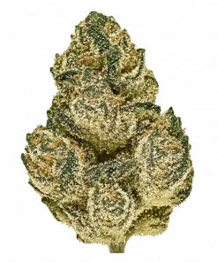 Mega Wellness OG, yakıtımsı ve meyvemsi aromaları ile yüksek THC içeren dengeli bir hibrit türdür. Derin rahatlama ve mutluluk için genetik yapısını keşfedin.