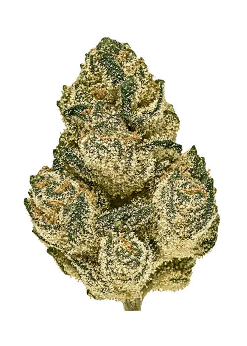 Mega Wellness OG, yakıtımsı ve meyvemsi aromaları ile yüksek THC içeren dengeli bir hibrit türdür. Derin rahatlama ve mutluluk için genetik yapısını keşfedin.