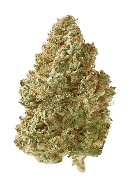 Mega Z Red, yakıtımsı ve meyvemsi aromaları ile öne çıkan Indica baskın bir türdür. Ağrı ve uykusuzluğa iyi gelir. Etkilerini keşfedin.