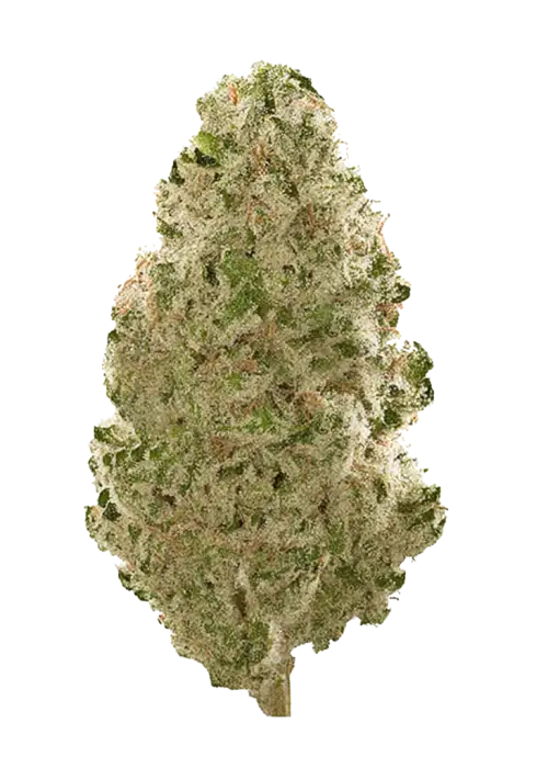 Melon Fizz, tatlı kavun aroması ve 'e varan THC içeriğiyle öne çıkan indica baskın bir türdür. Yaratıcı etkileriyle bilinen bu özel türü keşfedin.