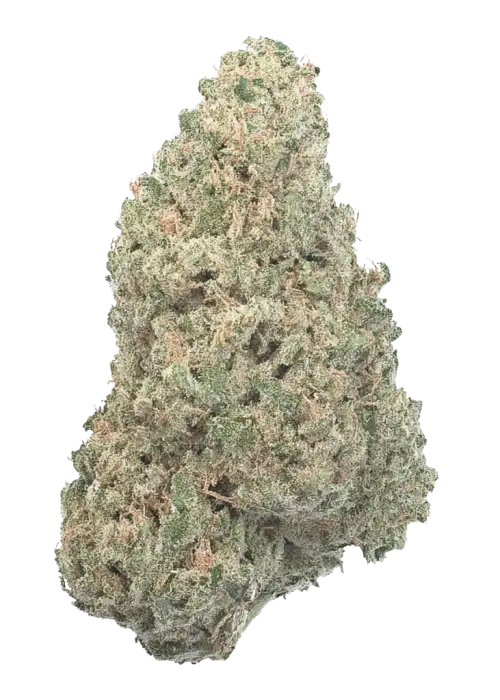 Melon, yakıtımsı ve kavun aromalarıyla öne çıkan bir Indica türüdür. Karma Genetics'in bu özel seçkisini keşfedin ve rahatlatıcı etkilerini görüntüleyin.