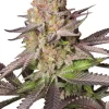 Melonade Runtz Feminized Esrar Tohumu (Dutch Passion)